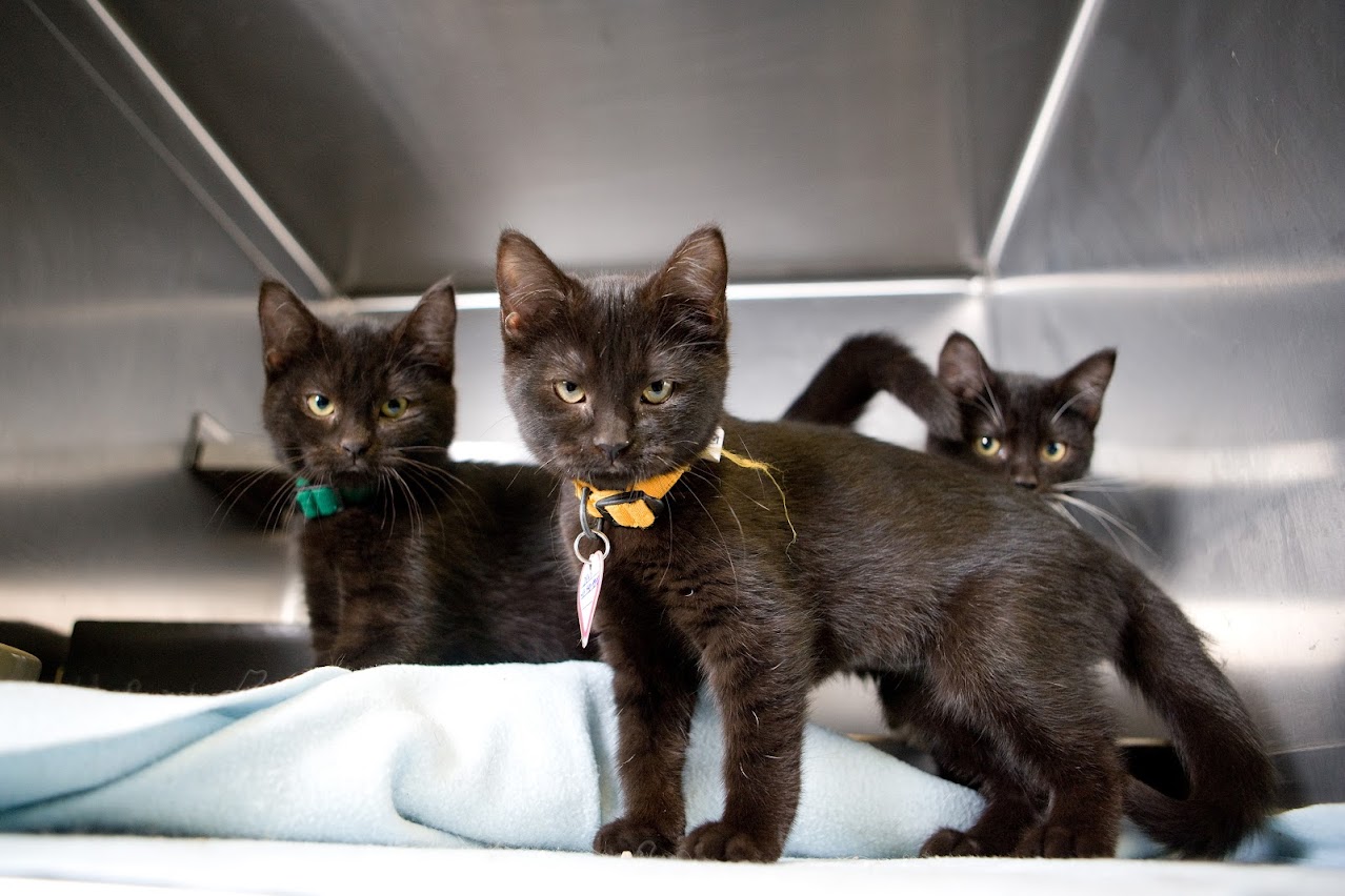 Does Stepping In Dog Poop Mean Good Luck